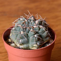Amerhauseri