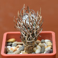 Flaviflorus