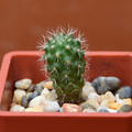 Seeds2018 Aylostera Nitida