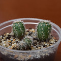 Seeds2018 Gymnocalycium Bruchii