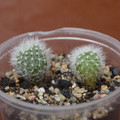 Seeds2018 Aylostera Albipilosa