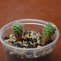Seeds2018 Aylostera Spegazziniana