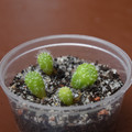 Seeds2018 Aylostera Nivosa