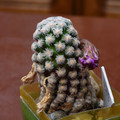 Seeds Mammillaria Theresae