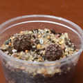 Seeds2018 Gymnocalycium Bodenbenderianum