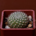 Xanthocarpa
