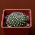 Senilis