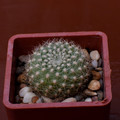 Xanthocarpa