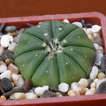 Asterias