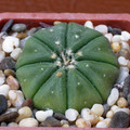 Asterias