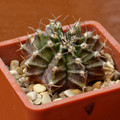 Friedrichii