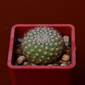 Xanthocarpa