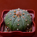 Asterias