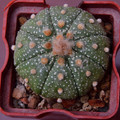 Asterias