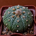 Asterias