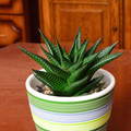 Haworthia