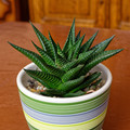 Haworthia