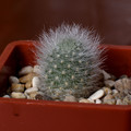Albipilosa