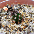 Flaviflorus