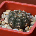 Ragonesii