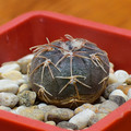 Bodenbenderianum