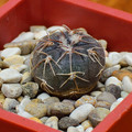Bodenbenderianum