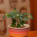 Plants Перец - Младший - 2