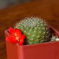 Xanthocarpa