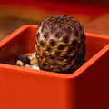Rauschii