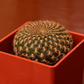 Arenacea
