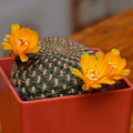 Arenacea