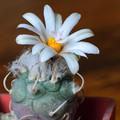 Turbinicarpus Polaskii