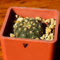 Ragonesii