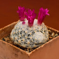 Herrerae