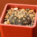 Ragonesii