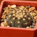 Ragonesii