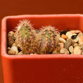 Denudatum