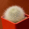 Albipilosa