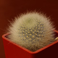 Albipilosa